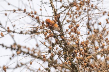 Karaçam ağacında çapraz gagalama