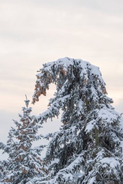 Karlı kış manzarası