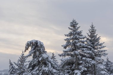 Karlı kış manzarası