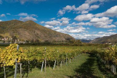 Wachau Vadisi, sonbaharda Avusturya, güneşli bir günde renkli yapraklar ve üzüm bağları