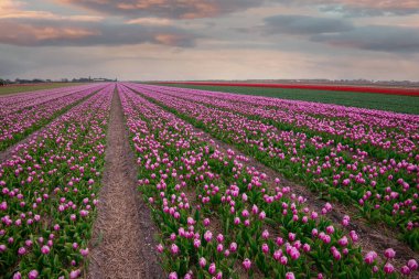 Kuzey Hollanda 'da gün batımında güzel renkli lale tarlaları, Hollanda