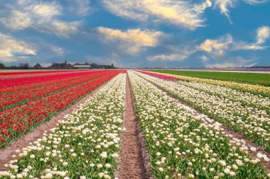 Kuzey Hollanda 'da gün batımında güzel renkli lale tarlaları, Hollanda