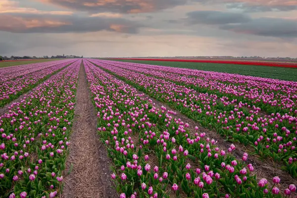 Kuzey Hollanda 'da gün batımında güzel renkli lale tarlaları, Hollanda