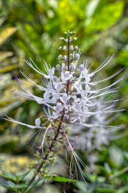 Wild white flowers standing against the green foliage, Toronto, ON, Canada