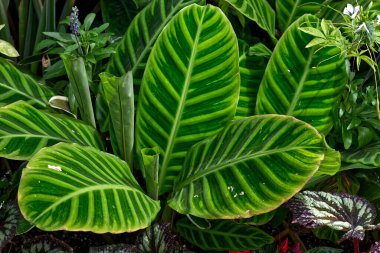 Shades of green make up large beautiful leaves, Toronto, ON, Canada