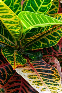 Very close look at leaves of different shades, Toronto, ON, Canada