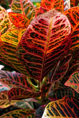 All leaves in red, Toronto, ON, Canada