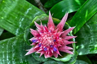 Beautiful pink and purple flower with a large span, Toronto, ON, Canada