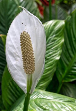 White among greens, Toronto, ON, Canada