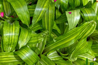 Just green leaves with a few petals for contrast, Toronto, ON, Canada
