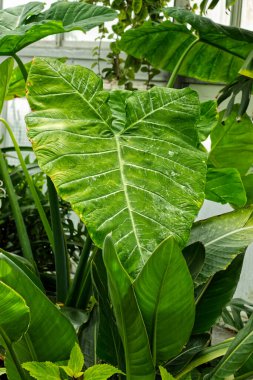 Larger than a banana leaf, Toronto, ON, Canada