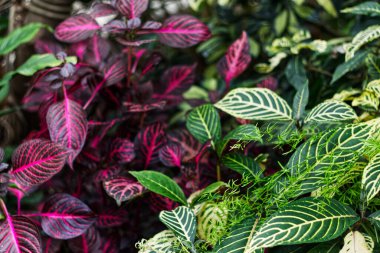 Pink and green leaves dominate the scene, Toronto, ON, Canada