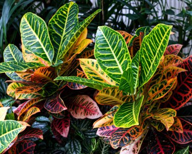 Large bright green and red leaves that get your attention, Toronto, ON, Canada