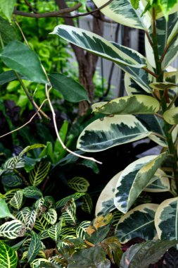 Yellow and green lives of different stripes and patterns, Toronto, ON, Canada