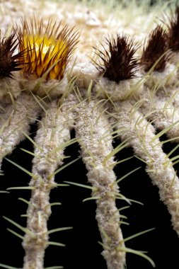 Rope like cactus with beautiful flower, Toronto, ON, Canada