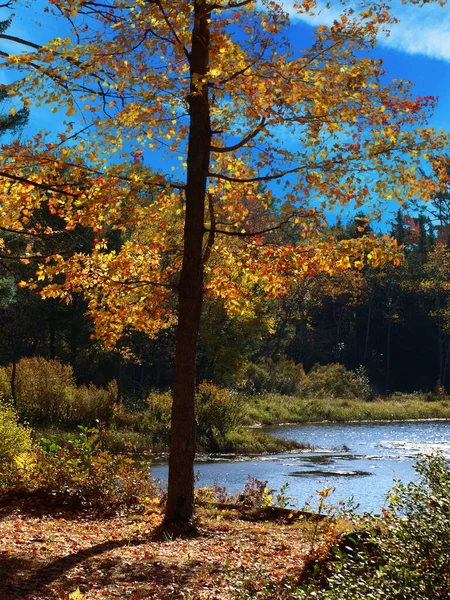 美しい輝く黄金と赤のカエデの葉 カナダ — ストック写真