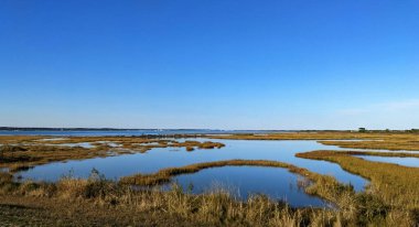 Okyanusun yanındaki güzel bataklıklar hayat dolu - Assateague, MD, ABD