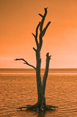 Sabahın erken saatlerinde sahilde tek bir ağaçla - Assateague, MD, ABD