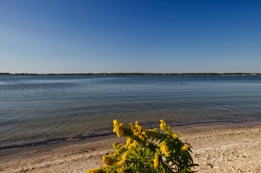 Sahilde tek başına çiçek açan bir bitki - Assateague, MD, ABD