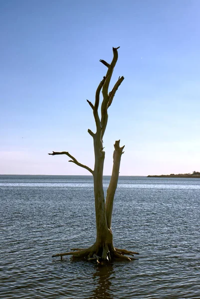 没有叶子的孤树沉浸在海水中 美国马里兰州 Assateague — 图库照片