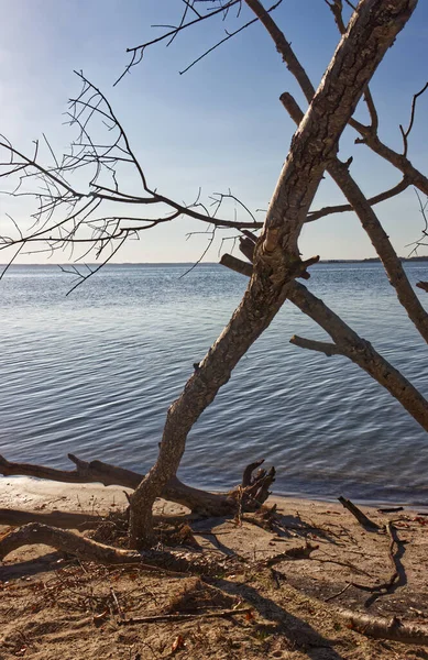 美丽的海滩风景 没有叶子的树木 美国马里兰州 Assateague — 图库照片