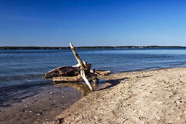 从某个地方被冲走了 海岸上的枯树 美国马里兰州 Assateague — 图库照片