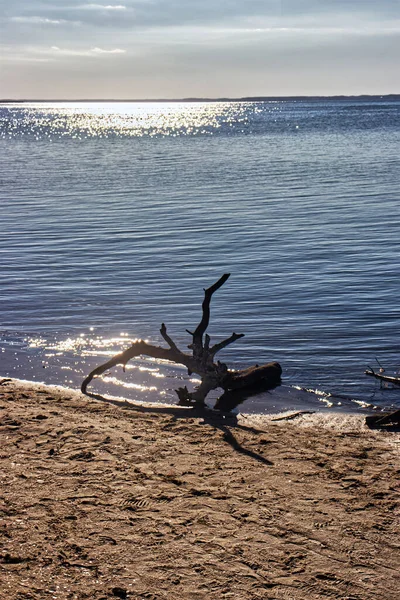 Kmen Mrtvého Stromu Líbající Vodách Odpolední Slunce Assateague Usa — Stock fotografie
