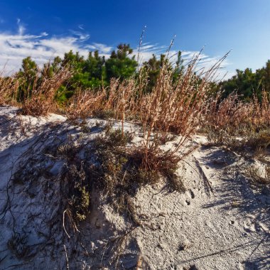 Tuzlu suda hayatta kalan çalılar - Assateague, MD, ABD