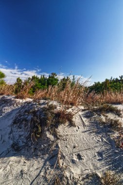 Kumlu sahillerde yetişmeyi başaran bitki örtüsü - Assateague, MD, ABD