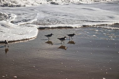 Kuşlar ve köpük güzel bir öğleden sonra manzarası yaratır - Assateague, MD, ABD