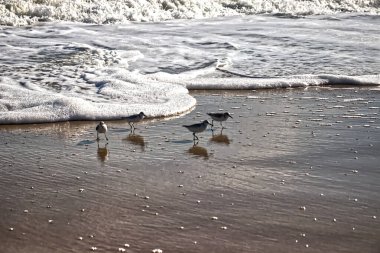Avlanma alanları sahilde hızla kayıyor - Assateague, MD, ABD