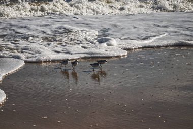 Arkalarında saklanan solucanlar için köpüklere koş - Assateague, MD, ABD