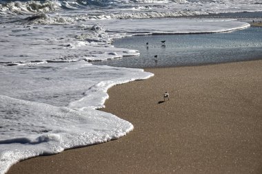 Öğleden sonra kumsalında güzel köpüklü dalgalar - Assateague, MD, ABD