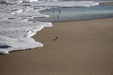 Bir yerlerde yiyecek bulacaklar - Assateague, MD, ABD