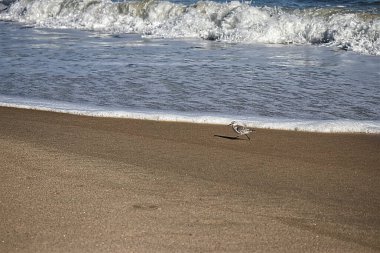 Bir sonraki dalga belki kıyıya biraz daha uzağa vurabilir - Assateague, MD, ABD