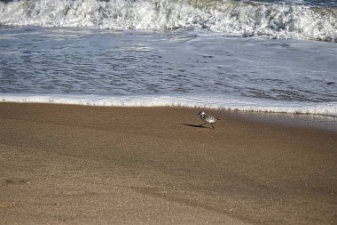 Bu tür yalnız yürüyüşler küçük kum çulluğu için zor bir günün parçasıdır - Assateague, MD, ABD