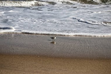 Çulluk son dalgada hayal kırıklığına uğramış görünüyor - Assateague, MD, ABD