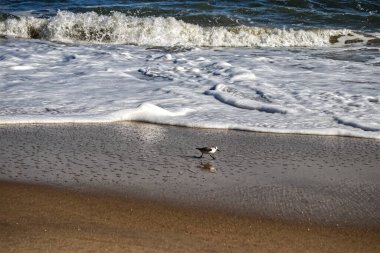 Solucanlar için dikkatle geri çekilen dalgayı tarıyorum - Assateague, MD, ABD