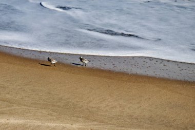 Yiyecek için geri çekilen dalgayı kovalamanın günlük kum çulluğu rutini - Assateague, MD, ABD