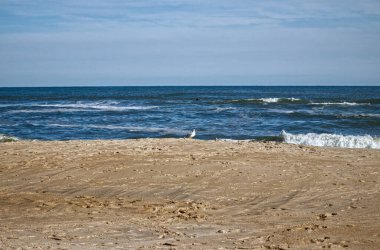 Denizci para martı tarafından izleniyor - Assateague, MD, ABD