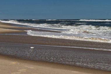 Lone Sandpiper gıdasına odaklanmış durumda - Assateague, MD, ABD