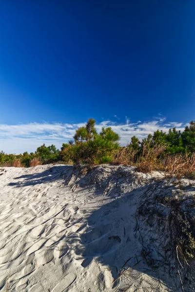 Όμορφη Μπλε Ουρανό Προσφέρει Αντίθεση Πράσινο Evergreens Και Καφέ Άμμο — Φωτογραφία Αρχείου