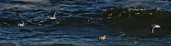 Ptaki Formacji Latające Blisko Fal Połowu Ryb Assateague Usa — Zdjęcie stockowe