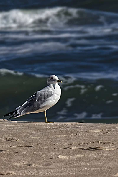 Patience Name Gull Game Assateague Usa — Stock Photo, Image