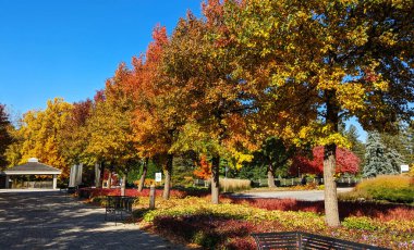 Ağacın tepesindeki Niagara Şelalesi, On, Kanada 'da olduğu gibi, nadir görülen sonbahar renkleri.