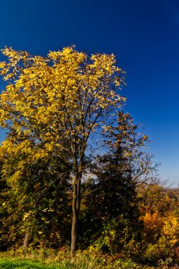 Altın Sonbahar yaprakları güneşin tüm ışığını alır, Niagara Şelalesi, On, Kanada