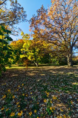 Park, Niagara Şelalesi, on, Kanada manzarasını süsleyen sarı çiçekler ve yapraklarla kaplı.