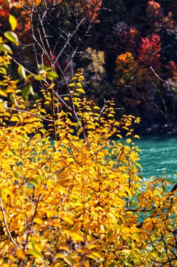 Niagara nehri, Niagara Şelalesi, Kanada 'da altın sonbahar yaprakları arasında görülür.