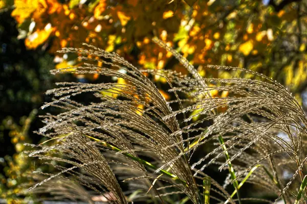 加拿大 尼亚加拉瀑布 背景为金黄色的落叶草 — 图库照片
