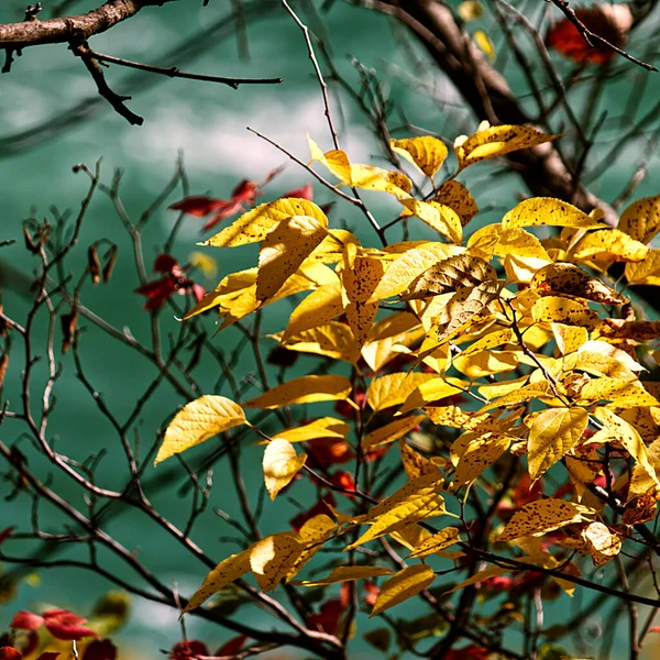 加拿大 尼亚加拉瀑布 阳光灿烂的下午 金黄的树叶闪烁着光芒 — 图库照片
